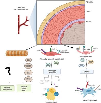 Frontiers | Cellular Crosstalk In The Vascular Wall Microenvironment ...